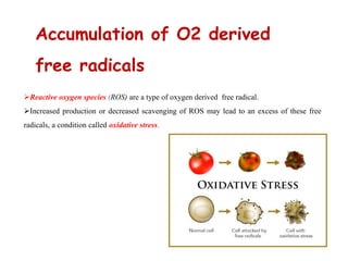 Reactive oxygen species (ROS) are a type of oxygen derived free radical.
Increased production or decreased scavenging of ROS may lead to an excess of these free
radicals, a condition called oxidative stress.
Accumulation of O2 derived
free radicals
 