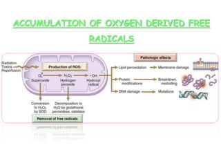 ACCUMULATION OF OXYGEN DERIVED FREE
RADICALS
 