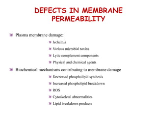 DEFECTS IN MEMBRANE
PERMEABILITY
Plasma membrane damage:
Ischemia
Various microbial toxins
Lytic complement components
Physical and chemical agents
Biochemical mechanisms contributing to membrane damage
Decreased phospholipid synthesis
Increased phospholipid breakdown
ROS
Cytoskeletal abnormalities
Lipid breakdown products
 