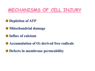 MECHANISMS OF CELL INJURY
Depletion of ATP
Mitochondrial damage
Influx of calcium
Accumulation of O2 derived free radicals
Defects in membrane permeability
 