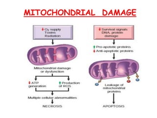 MITOCHONDRIAL DAMAGE
 