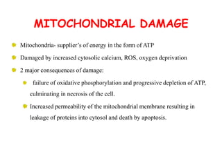 MITOCHONDRIAL DAMAGE
Mitochondria- supplier’s of energy in the form of ATP
Damaged by increased cytosolic calcium, ROS, oxygen deprivation
2 major consequences of damage:
failure of oxidative phosphorylation and progressive depletion of ATP,
culminating in necrosis of the cell.
Increased permeability of the mitochondrial membrane resulting in
leakage of proteins into cytosol and death by apoptosis.
 