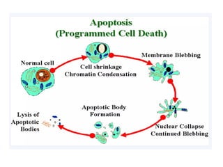CELL INJURY and Adaptation with its types and examples | PPTX