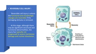 CELL INJURY (1).pptx