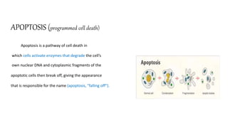 Apoptosis in
Physiologic
Situations:
 