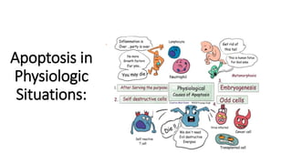 Apoptosis in Pathologic Conditions :
Death by apoptosis is responsible for loss of
cells in a variety of pathologic states...