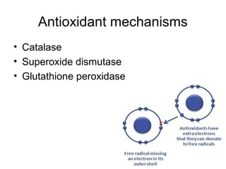 glutathione meaning in urdu Evaluating the antioxidant potential of new... : Gut main image 1