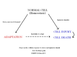 Cell injuryadaptation 1 | PPT