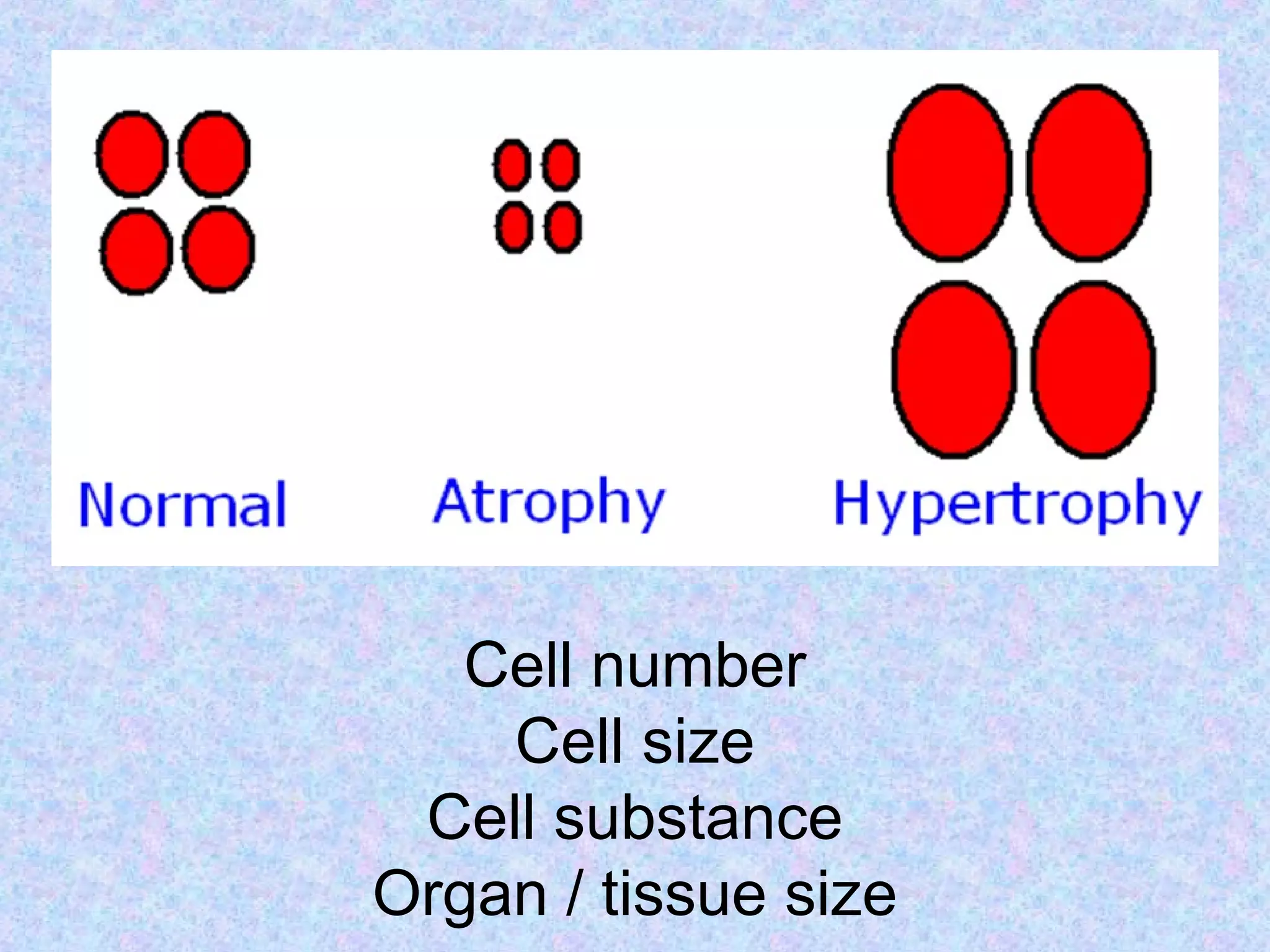 Cell number
Cell size
Cell substance
Organ / tissue size
 