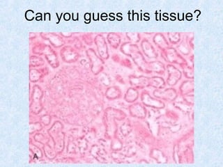 SDUMC-Path-CSBRP
Can you guess this tissue?
 
