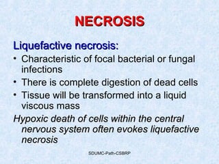 SDUMC-Path-CSBRP
NECROSISNECROSIS
Liquefactive necrosis:Liquefactive necrosis:
• Characteristic of focal bacterial or fungal
infections
• There is complete digestion of dead cells
• Tissue will be transformed into a liquid
viscous mass
Hypoxic death of cells within the centralHypoxic death of cells within the central
nervous system often evokes liquefactivenervous system often evokes liquefactive
necrosisnecrosis
 