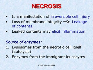 SDUMC-Path-CSBRP
• Is a manifestation of irreversible cell injury
• Loss of membrane integrity Leakage
of contents
• Leaked contents may elicit inflammation
Source of enzymes:Source of enzymes:
1. Lysosomes from the necrotic cell itself
(autolysis)
2. Enzymes from the immigrant leucocytes
NECROSISNECROSIS
 