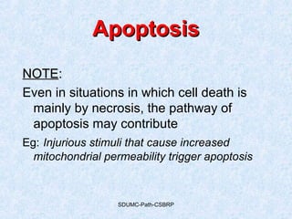 SDUMC-Path-CSBRP
ApoptosisApoptosis
NOTENOTE::
Even in situations in which cell death is
mainly by necrosis, the pathway of
apoptosis may contribute
Eg: Injurious stimuli that cause increased
mitochondrial permeability trigger apoptosis
 