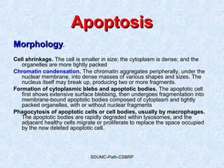 SDUMC-Path-CSBRP
ApoptosisApoptosis
MorphologyMorphology.
Cell shrinkage. The cell is smaller in size; the cytoplasm is dense; and the
organelles are more tightly packed
Chromatin condensation. The chromatin aggregates peripherally, under the
nuclear membrane, into dense masses of various shapes and sizes. The
nucleus itself may break up, producing two or more fragments.
Formation of cytoplasmic blebs and apoptotic bodies. The apoptotic cell
first shows extensive surface blebbing, then undergoes fragmentation into
membrane-bound apoptotic bodies composed of cytoplasm and tightly
packed organelles, with or without nuclear fragments
Phagocytosis of apoptotic cells or cell bodies, usually by macrophages.
The apoptotic bodies are rapidly degraded within lysosomes, and the
adjacent healthy cells migrate or proliferate to replace the space occupied
by the now deleted apoptotic cell.
 