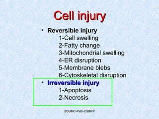 SDUMC-Path-CSBRP
Cell injuryCell injury
• Reversible injuryReversible injury
1-Cell swelling
2-Fatty change
3-Mitochondrial swelling
4-ER disruption
5-Membrane blebs
6-Cytoskeletal disruption
• Irreversible injuryIrreversible injury
1-Apoptosis
2-Necrosis
 