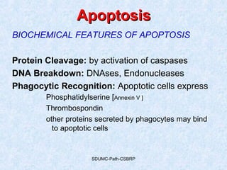 SDUMC-Path-CSBRP
ApoptosisApoptosis
BIOCHEMICAL FEATURES OF APOPTOSIS
Protein Cleavage: by activation of caspases
DNA Breakdown: DNAses, Endonucleases
Phagocytic Recognition: Apoptotic cells express
Phosphatidylserine [Annexin V ]
Thrombospondin
other proteins secreted by phagocytes may bind
to apoptotic cells
 