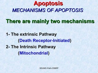 SDUMC-Path-CSBRP
ApoptosisApoptosis
MECHANISMS OF APOPTOSISMECHANISMS OF APOPTOSIS
There are mainly two mechanismsThere are mainly two mechanisms
1- The extrinsic Pathway
(Death Receptor-Initiated)
2- The Intrinsic Pathway
(Mitochondrial)
 