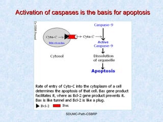 SDUMC-Path-CSBRP
Activation of caspases is the basis for apoptosisActivation of caspases is the basis for apoptosis
 