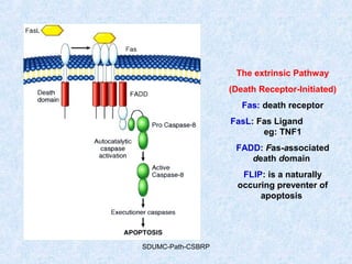 SDUMC-Path-CSBRP
The extrinsic Pathway
(Death Receptor-Initiated)
Fas: death receptor
FasL: Fas Ligand
eg: TNF1
FADD: Fas-associated
death domain
FLIP: is a naturally
occuring preventer of
apoptosis
 