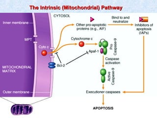 SDUMC-Path-CSBRP
The Intrinsic (Mitochondrial) PathwayThe Intrinsic (Mitochondrial) Pathway
 