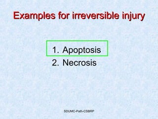 SDUMC-Path-CSBRP
Examples for irreversible injuryExamples for irreversible injury
1. Apoptosis
2. Necrosis
 
