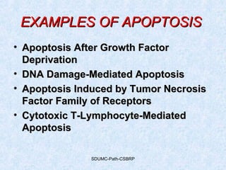 SDUMC-Path-CSBRP
EXAMPLES OF APOPTOSISEXAMPLES OF APOPTOSIS
• Apoptosis After Growth FactorApoptosis After Growth Factor
DeprivationDeprivation
• DNA Damage-Mediated ApoptosisDNA Damage-Mediated Apoptosis
• Apoptosis Induced by Tumor NecrosisApoptosis Induced by Tumor Necrosis
Factor Family of ReceptorsFactor Family of Receptors
• Cytotoxic T-Lymphocyte-MediatedCytotoxic T-Lymphocyte-Mediated
ApoptosisApoptosis
 