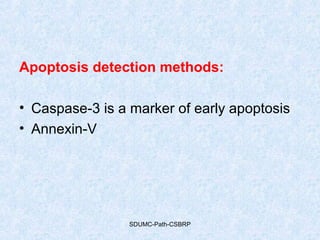 Apoptosis detection methods:
• Caspase-3 is a marker of early apoptosis
• Annexin-V
SDUMC-Path-CSBRP
 