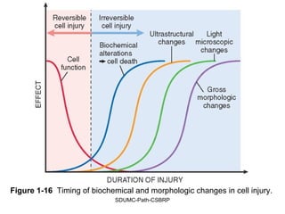 SDUMC-Path-CSBRP
Figure 1-16 Timing of biochemical and morphologic changes in cell injury.
 