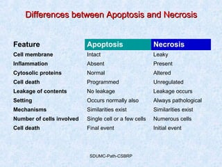 SDUMC-Path-CSBRP
Differences between Apoptosis and NecrosisDifferences between Apoptosis and Necrosis
Feature Apoptosis Necrosis
Cell membrane Intact Leaky
Inflammation Absent Present
Cytosolic proteins Normal Altered
Cell death Programmed Unregulated
Leakage of contents No leakage Leakage occurs
Setting Occurs normally also Always pathological
Mechanisms Similarities exist Similarities exist
Number of cells involved Single cell or a few cells Numerous cells
Cell death Final event Initial event
 