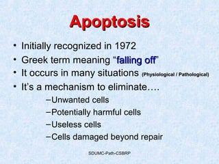 SDUMC-Path-CSBRP
ApoptosisApoptosis
• Initially recognized in 1972
• Greek term meaning “falling offfalling off”
• It occurs in many situations (Physiological / Pathological)(Physiological / Pathological)
• It’s a mechanism to eliminate….
–Unwanted cells
–Potentially harmful cells
–Useless cells
–Cells damaged beyond repair
 