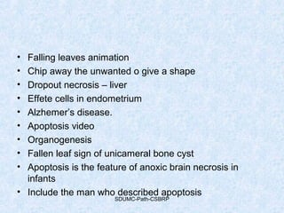 • Falling leaves animation
• Chip away the unwanted o give a shape
• Dropout necrosis – liver
• Effete cells in endometrium
• Alzhemer’s disease.
• Apoptosis video
• Organogenesis
• Fallen leaf sign of unicameral bone cyst
• Apoptosis is the feature of anoxic brain necrosis in
infants
• Include the man who described apoptosis
SDUMC-Path-CSBRP
 