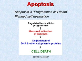 SDUMC-Path-CSBRP
ApoptosisApoptosis
Apoptosis is “Programmed cell death”
Planned self destruction
 