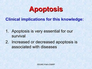SDUMC-Path-CSBRP
ApoptosisApoptosis
Clinical implications for this knowledge:
1. Apoptosis is very essential for our
survival
2. Increased or decreased apoptosis is
associated with diseases
 
