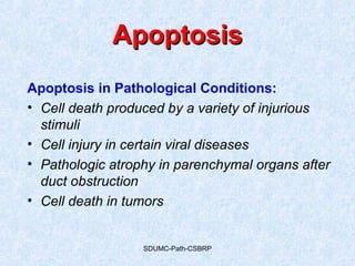 SDUMC-Path-CSBRP
ApoptosisApoptosis
Apoptosis in Pathological Conditions:
• Cell death produced by a variety of injurious
stimuli
• Cell injury in certain viral diseases
• Pathologic atrophy in parenchymal organs after
duct obstruction
• Cell death in tumors
 