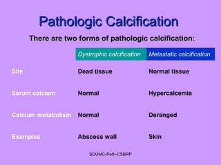 Pathologic CalcificationPathologic Calcification
There are two forms of pathologic calcification:There are two forms of pathologic calcification:
Dystrophic calcification Metastatic calcification
Site Dead tissue Normal tissue
Serum calcium Normal Hypercalcemia
Calcium metabolism Normal Deranged
Examples Abscess wall Skin
SDUMC-Path-CSBRP
 