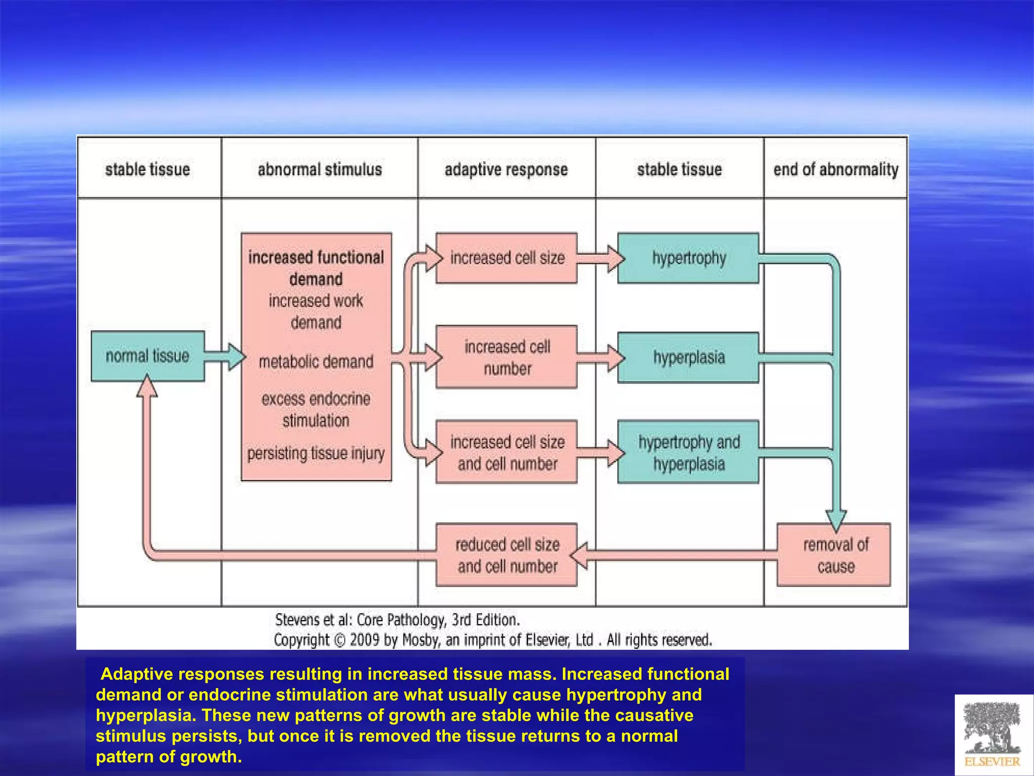 Cell Injury, Adaptation And Accumulations | PPT