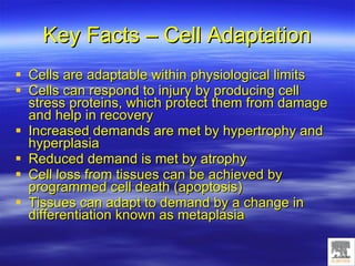 Cell Injury, Adaptation And Accumulations | PPT