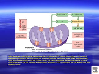 Cell Fail Cell Injury, Adaptation And Accumulations | PPT