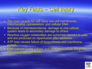 Cell Injury, Adaptation And Accumulations