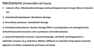 CELL INJURY,ADAPTATION AND DEATH-2.1.pptx