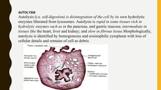 Cell injury and adaptation.pptx