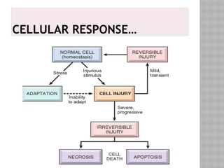 Cell injury and adaptive disorder amc.pptx