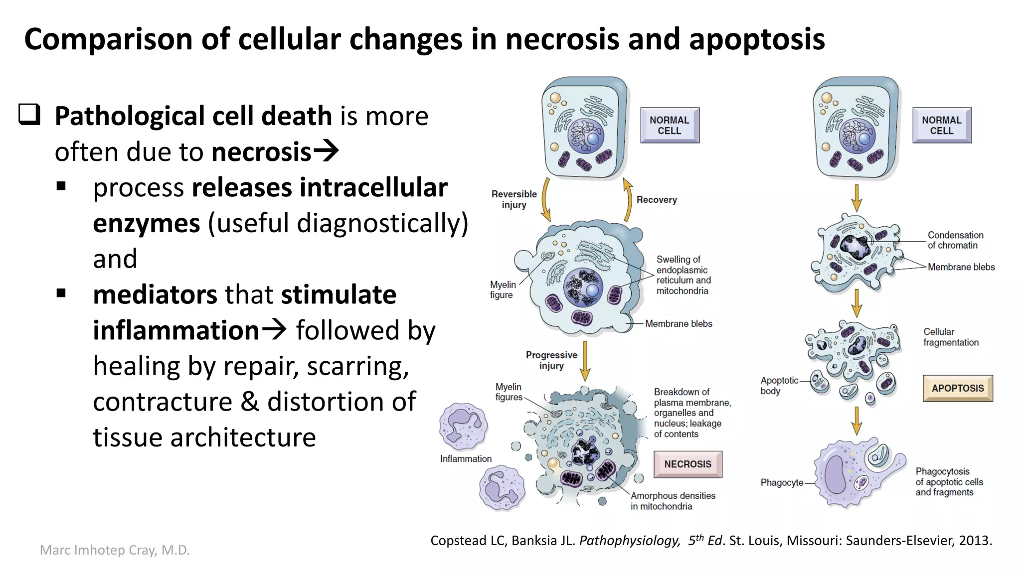 Cell Injury and Cell Death | PDF