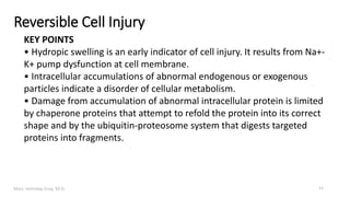 Marc Imhotep Cray, M.D.
Reversible Cell Injury
KEY POINTS
• Hydropic swelling is an early indicator of cell injury. It results from Na+-
K+ pump dysfunction at cell membrane.
• Intracellular accumulations of abnormal endogenous or exogenous
particles indicate a disorder of cellular metabolism.
• Damage from accumulation of abnormal intracellular protein is limited
by chaperone proteins that attempt to refold the protein into its correct
shape and by the ubiquitin-proteosome system that digests targeted
proteins into fragments.
11
 