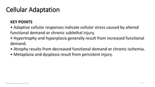 Marc Imhotep Cray, M.D.
Cellular Adaptation
KEY POINTS
• Adaptive cellular responses indicate cellular stress caused by altered
functional demand or chronic sublethal injury.
• Hypertrophy and hyperplasia generally result from increased functional
demand.
• Atrophy results from decreased functional demand or chronic ischemia.
• Metaplasia and dysplasia result from persistent injury.
15
 