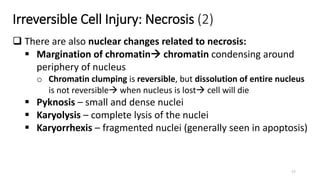 Irreversible Cell Injury: Necrosis (2)
17
 There are also nuclear changes related to necrosis:
 Margination of chromatin chromatin condensing around
periphery of nucleus
o Chromatin clumping is reversible, but dissolution of entire nucleus
is not reversible when nucleus is lost cell will die
 Pyknosis – small and dense nuclei
 Karyolysis – complete lysis of the nuclei
 Karyorrhexis – fragmented nuclei (generally seen in apoptosis)
 