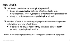 Marc Imhotep Cray, M.D.
Apoptosis
28
 Cell death can also occur through apoptosis 
 it may be physiological deletion of selected cells (e.g.
morphogenesis, cyclic hyperplasia of reproductive processes) or
 it may occur in response to a pathological stimuli
 Number of cells in tissues is tightly regulated by controlling rate of
cell division and rate of cell death
 If cells are no longer needed they activate a cellular death
pathway resulting in cell suicide
Note: there are no gross structural changes involved with apoptosis
 