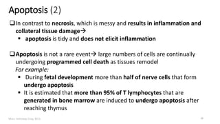Marc Imhotep Cray, M.D.
Apoptosis (2)
29
In contrast to necrosis, which is messy and results in inflammation and
collateral tissue damage
 apoptosis is tidy and does not elicit inflammation
Apoptosis is not a rare event large numbers of cells are continually
undergoing programmed cell death as tissues remodel
For example:
 During fetal development more than half of nerve cells that form
undergo apoptosis
 It is estimated that more than 95% of T lymphocytes that are
generated in bone marrow are induced to undergo apoptosis after
reaching thymus
 