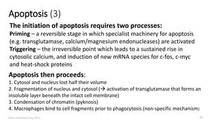 Marc Imhotep Cray, M.D.
Apoptosis (3)
30
The initiation of apoptosis requires two processes:
Priming – a reversible stage in which specialist machinery for apoptosis
(e.g. transglutamase, calcium/magnesium endonucleases) are activated
Triggering – the irreversible point which leads to a sustained rise in
cytosolic calcium, and induction of new mRNA species for c-fos, c-myc
and heat-shock proteins
Apoptosis then proceeds:
1. Cytosol and nucleus lost half their volume
2. Fragmentation of nucleus and cytosol ( activation of transglutamase that forms an
insoluble layer beneath the intact cell membrane)
3. Condensation of chromatin (pyknosis)
4. Macrophages bind to cell fragments prior to phagocytosis (non-specific mechanism)
 