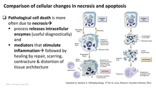 Marc Imhotep Cray, M.D.
Comparison of cellular changes in necrosis and apoptosis
Copstead LC, Banksia JL. Pathophysiology, 5th Ed. St. Louis, Missouri: Saunders-Elsevier, 2013.
 Pathological cell death is more
often due to necrosis
 process releases intracellular
enzymes (useful diagnostically)
and
 mediators that stimulate
inflammation followed by
healing by repair, scarring,
contracture & distortion of
tissue architecture
 